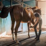 Balancing Act: Managing Weight and Nutrition in Overweight Horses