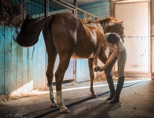 Balancing Act: Managing Weight and Nutrition in Overweight Horses