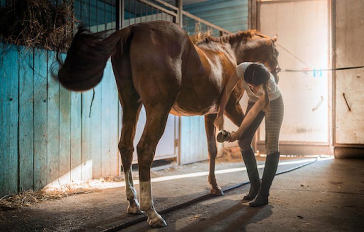 Balancing Act: Managing Weight and Nutrition in Overweight Horses