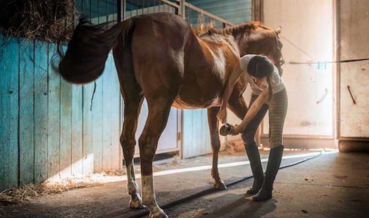 Balancing Act: Managing Weight and Nutrition in Overweight Horses