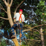 Tree Surgeons Keep Our Urban Environment Healthy