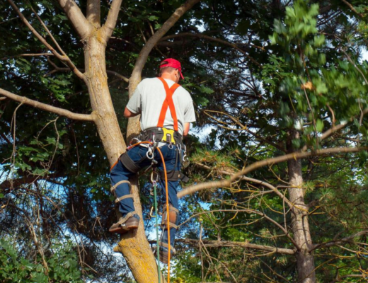 Tree Surgeons Keep Our Urban Environment Healthy