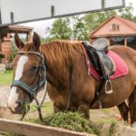 Behavioural Issues In Horses- What Are They And How Can Diet Help?
