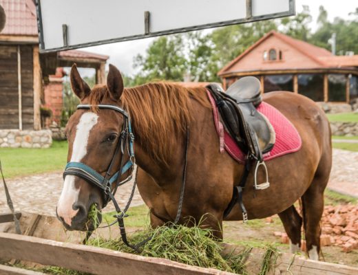 Behavioural Issues In Horses- What Are They And How Can Diet Help?