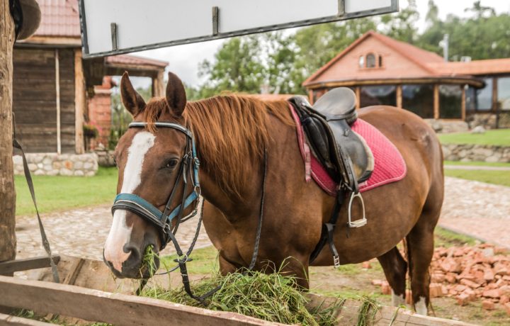 Behavioural Issues In Horses- What Are They And How Can Diet Help?