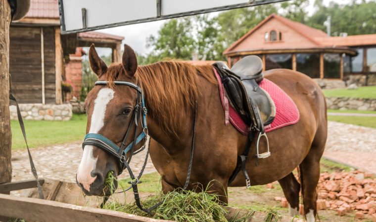 Behavioural Issues In Horses- What Are They And How Can Diet Help?