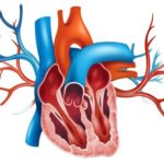 How Nicotine Affects You And Your Heart