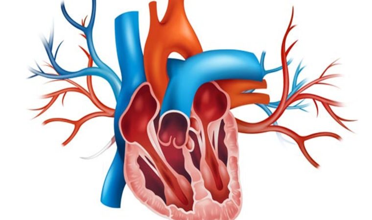 How Nicotine Affects You And Your Heart